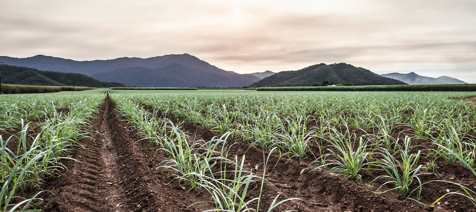 Zit er verschil in kwaliteit van bio-ethanol vloeistof?